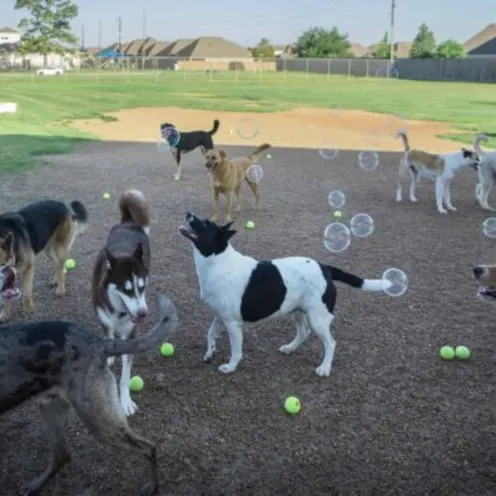 Staff blowing bubbles for dogs